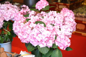 �����������������C���[�W